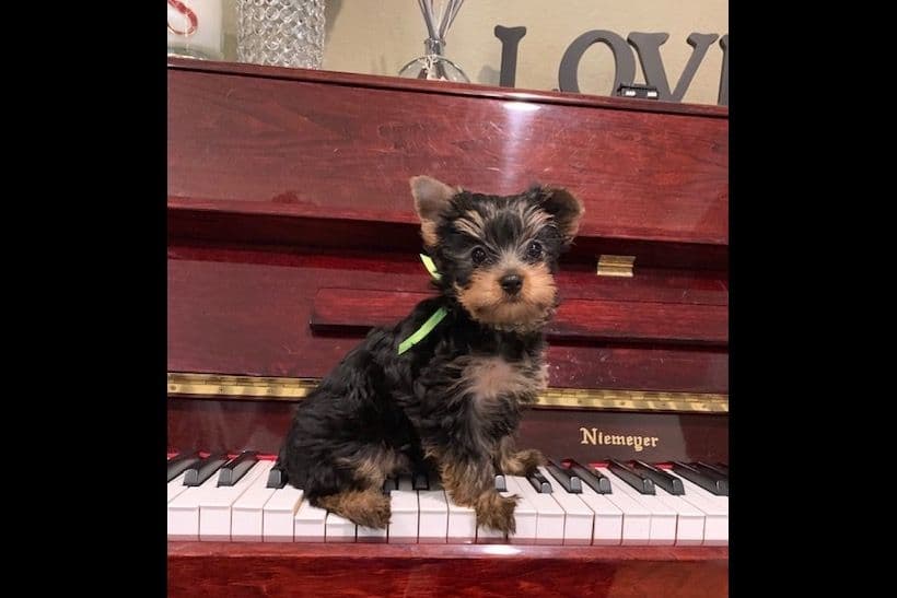 Yorkshire Terrier Puppies breeder image 3