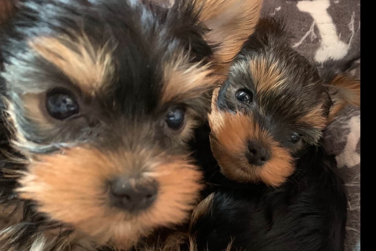 Yorkshire Terrier Puppies breeder image 65