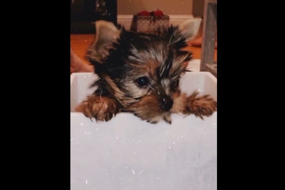 Yorkshire Terrier Puppies breeder image 66