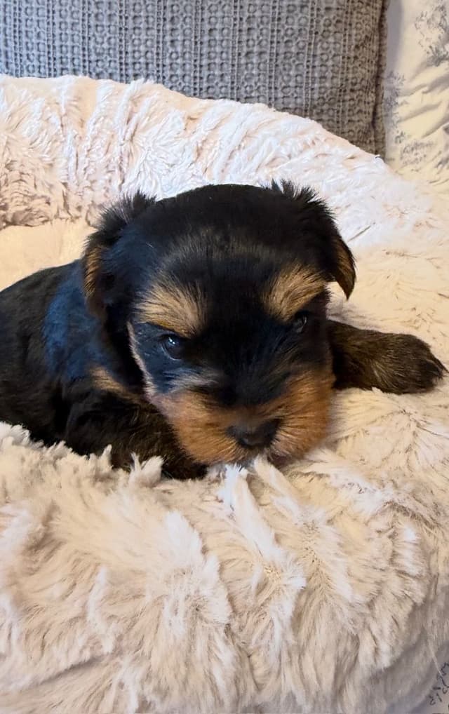 Yorkshire Terrier Puppies media 9