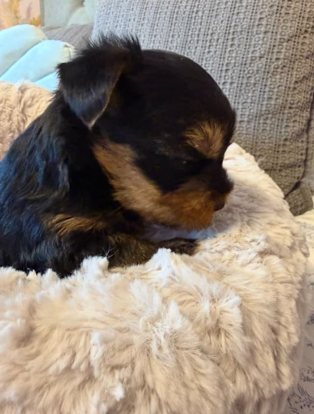 Yorkshire Terrier Puppies media 10