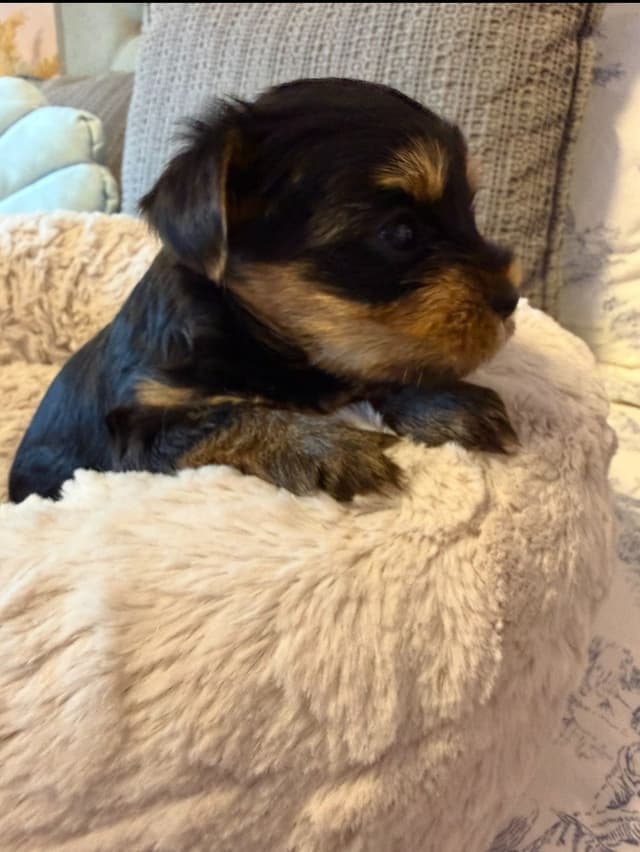 Yorkshire Terrier Puppies media 6