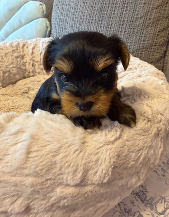 Yorkshire Terrier Puppies media 5