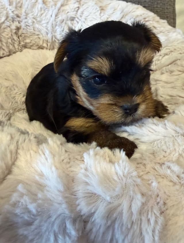 Yorkshire Terrier Puppies media 7