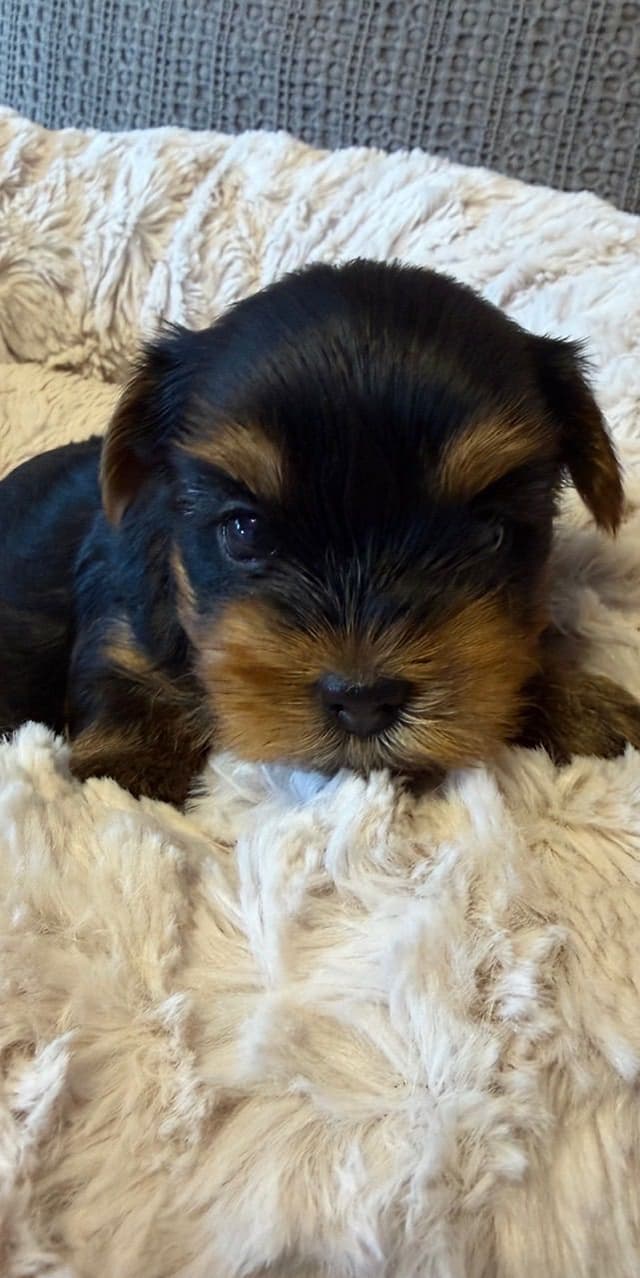 Yorkshire Terrier Puppies media 13