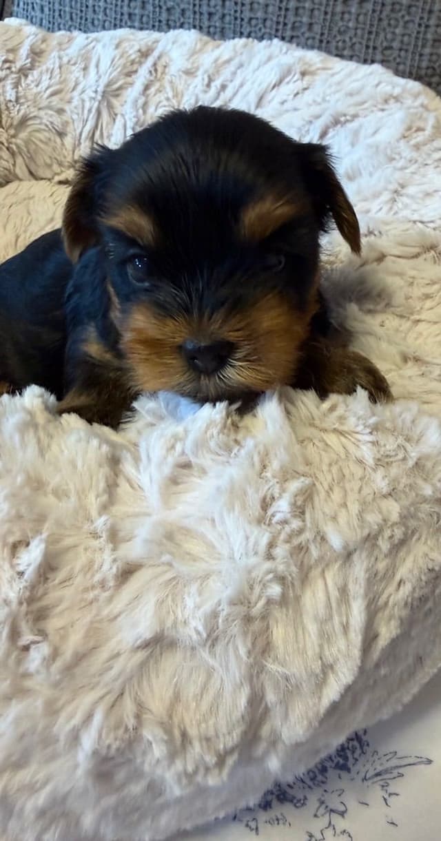 Yorkshire Terrier Puppies media 11