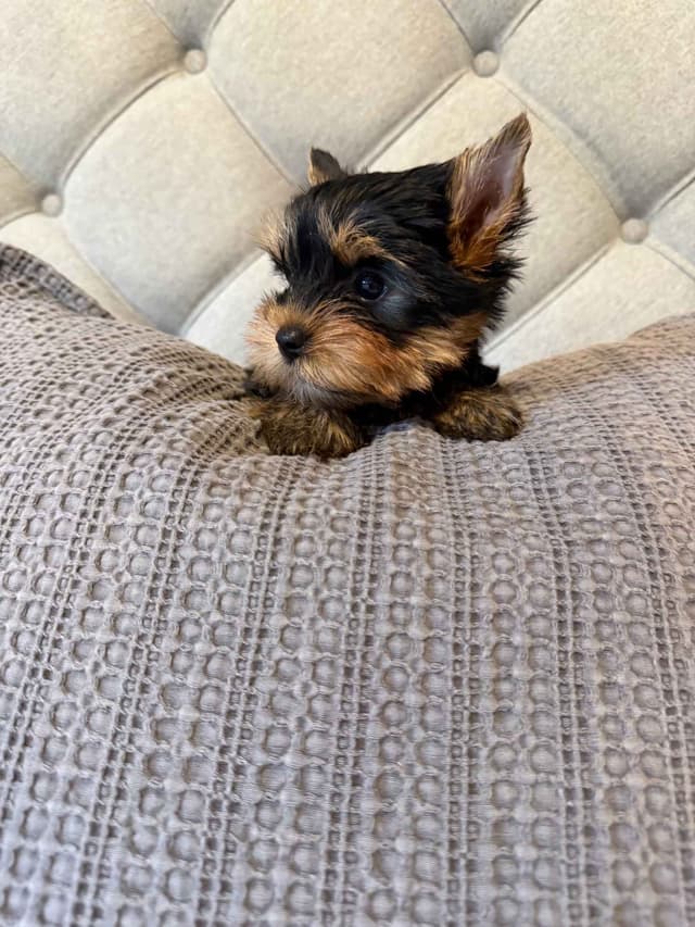Yorkshire Terrier Puppies media 3
