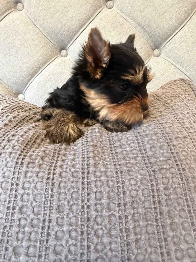 Yorkshire Terrier Puppies media 2