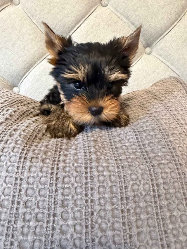 Yorkshire Terrier Puppies media 4