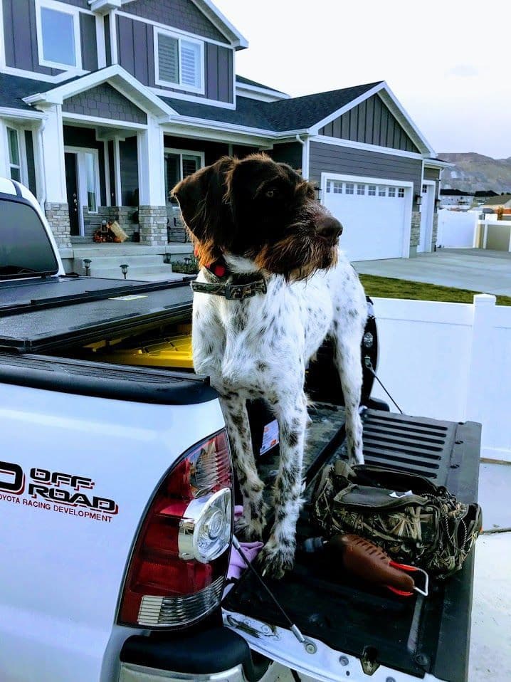 German Wirehaired Pointer Puppies breeder image 2