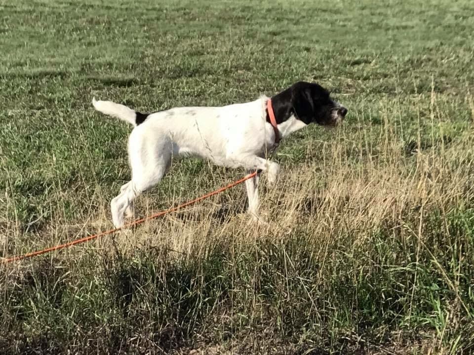German Wirehaired Pointer Puppies breeder image 1