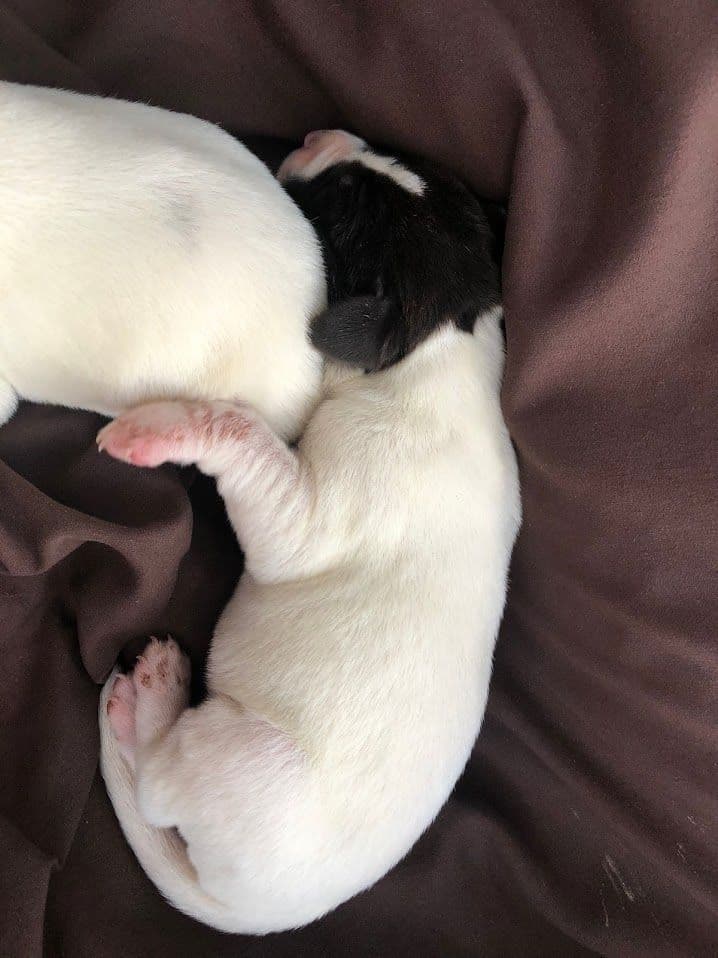 German Wirehaired Pointer Puppies breeder image 6