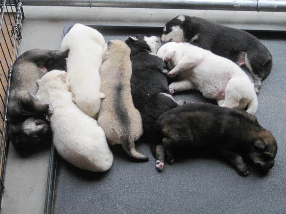 German Wirehaired Pointer Puppies breeder image 7
