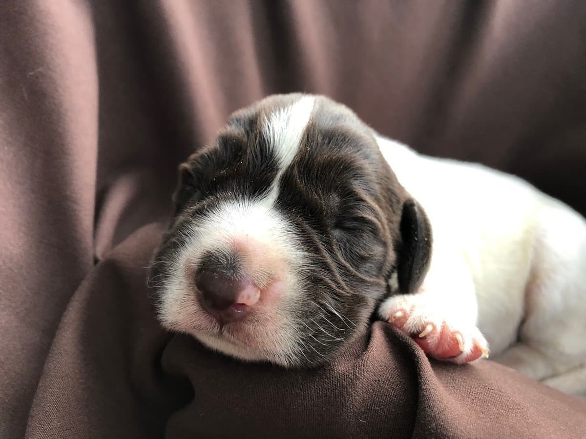 German Wirehaired Pointer Puppies breeder image 11