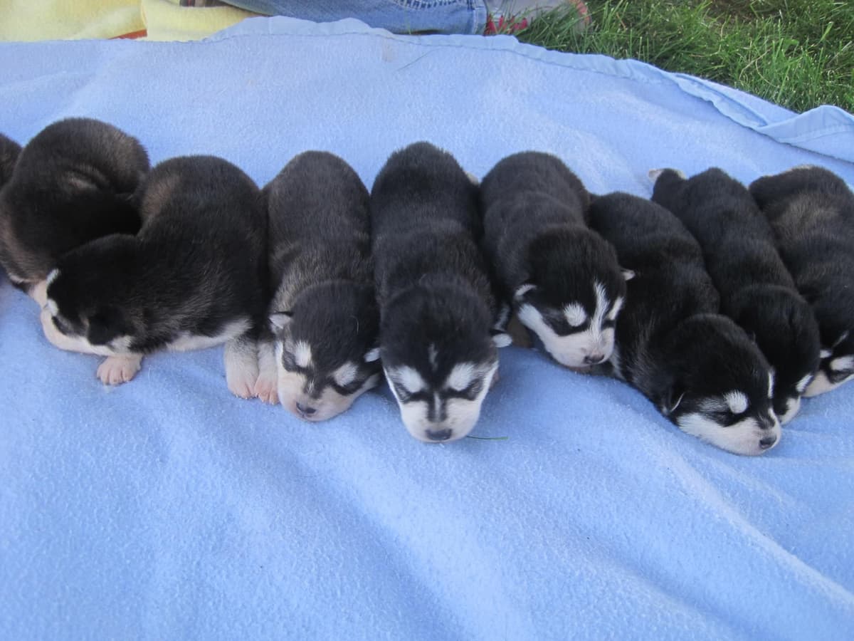 German Wirehaired Pointer Puppies breeder image 18