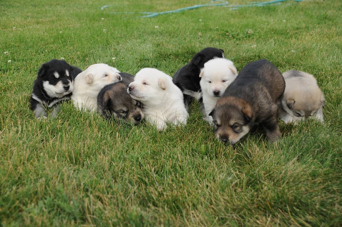 German Wirehaired Pointer Puppies breeder image 19