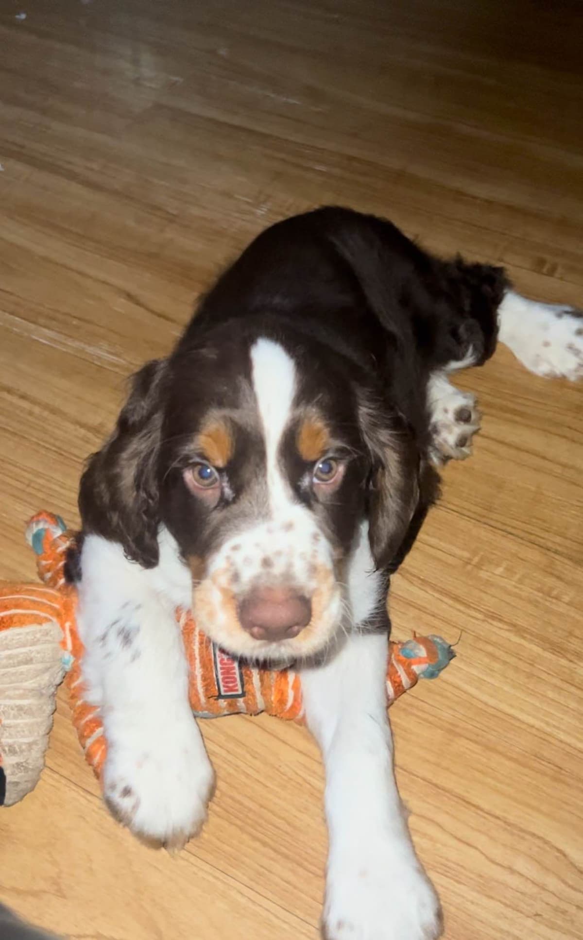 English Springer Spaniel Puppies breeder image 14