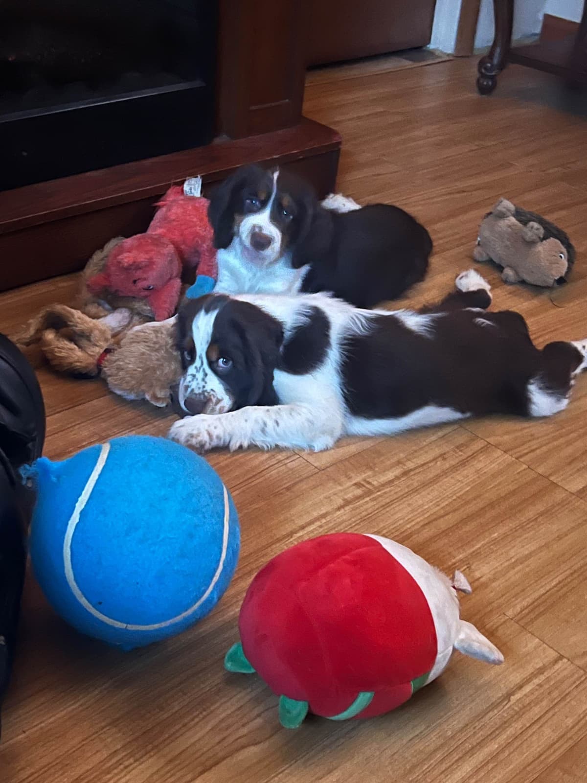English Springer Spaniel Puppies breeder image 15