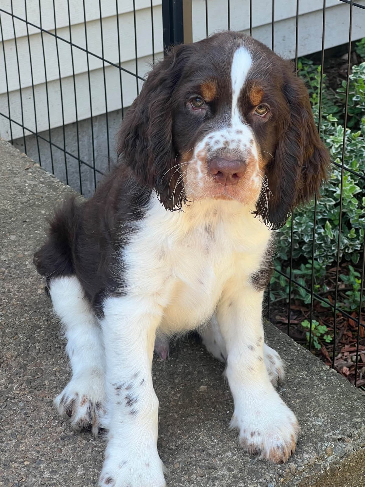 English Springer Spaniel Puppies breeder image 17