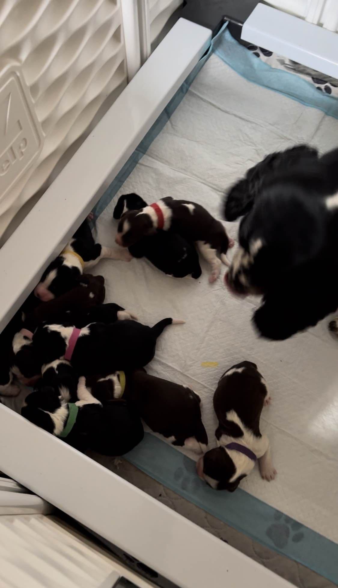 English Springer Spaniel Puppies breeder image 13