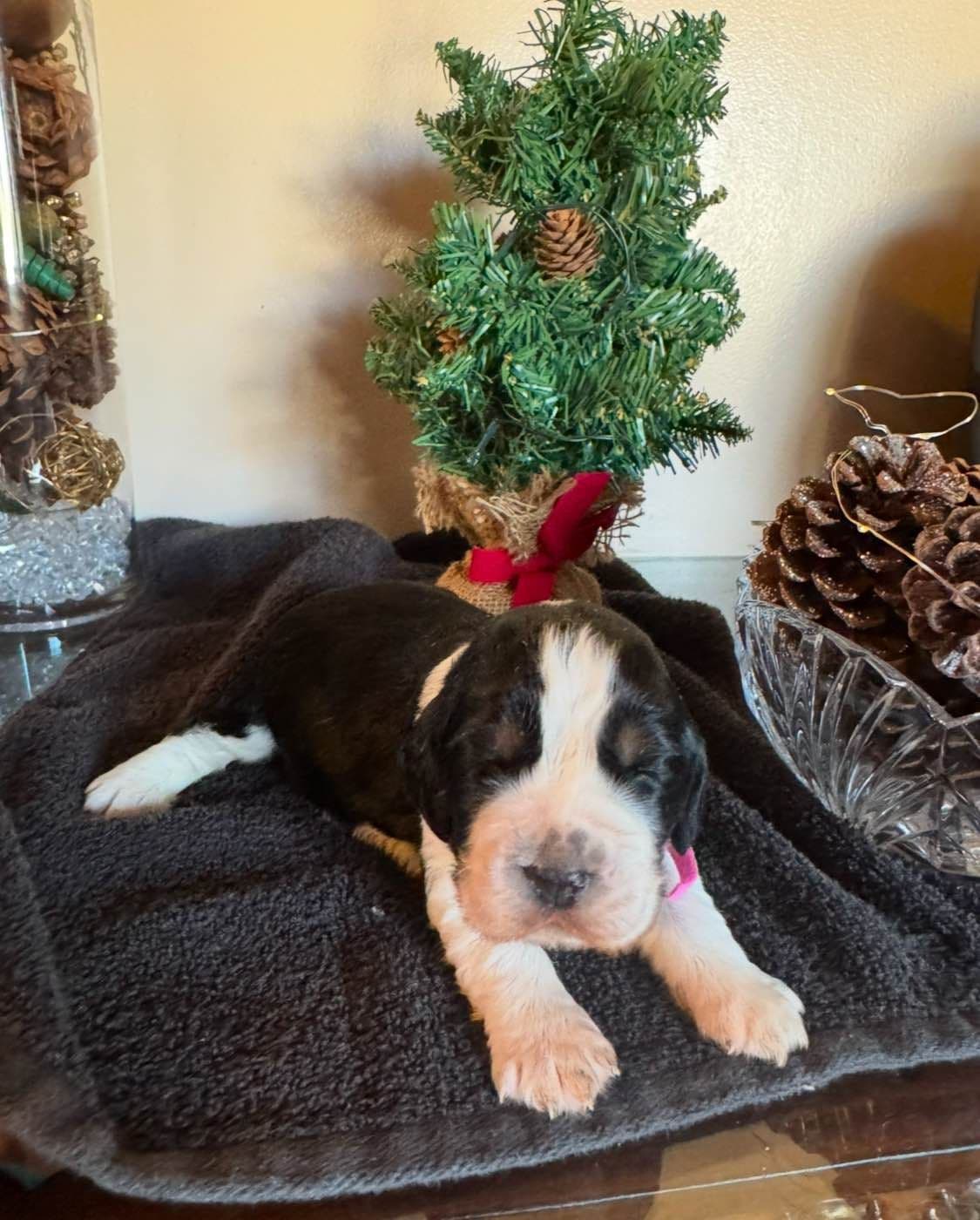 English Springer Spaniel Puppies breeder image 9