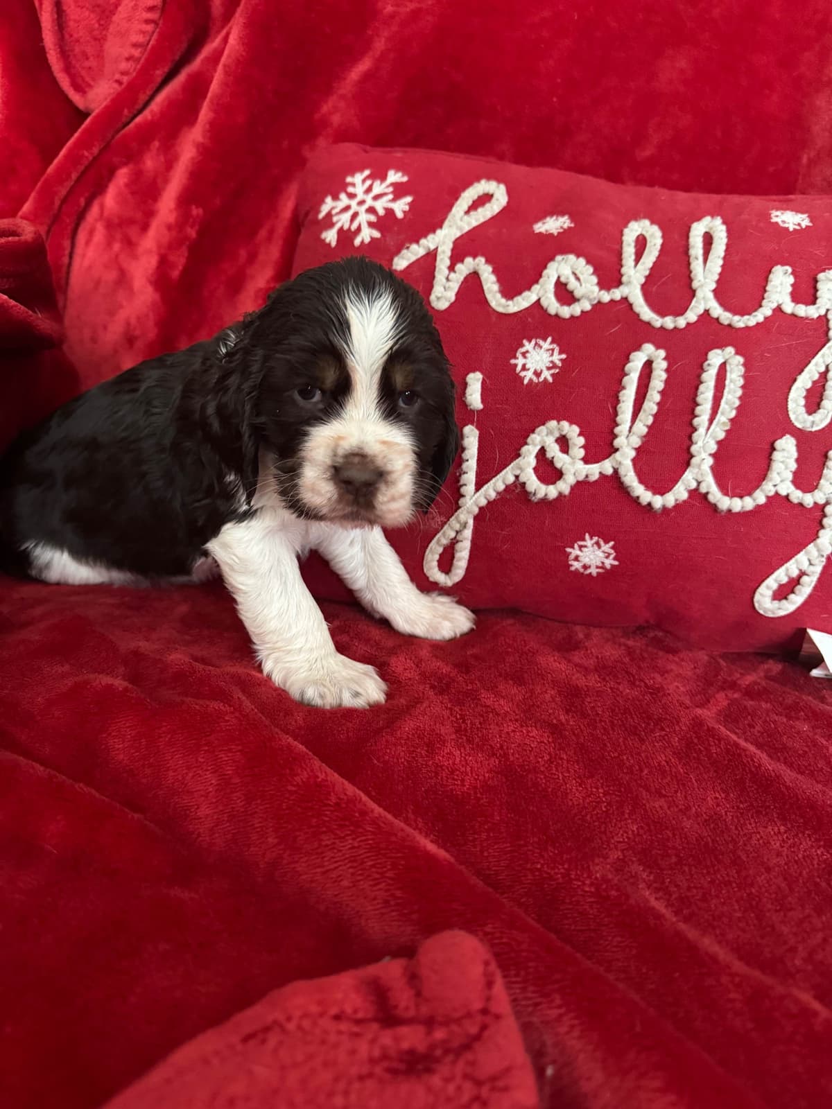 English Springer Spaniel Puppies breeder image 8