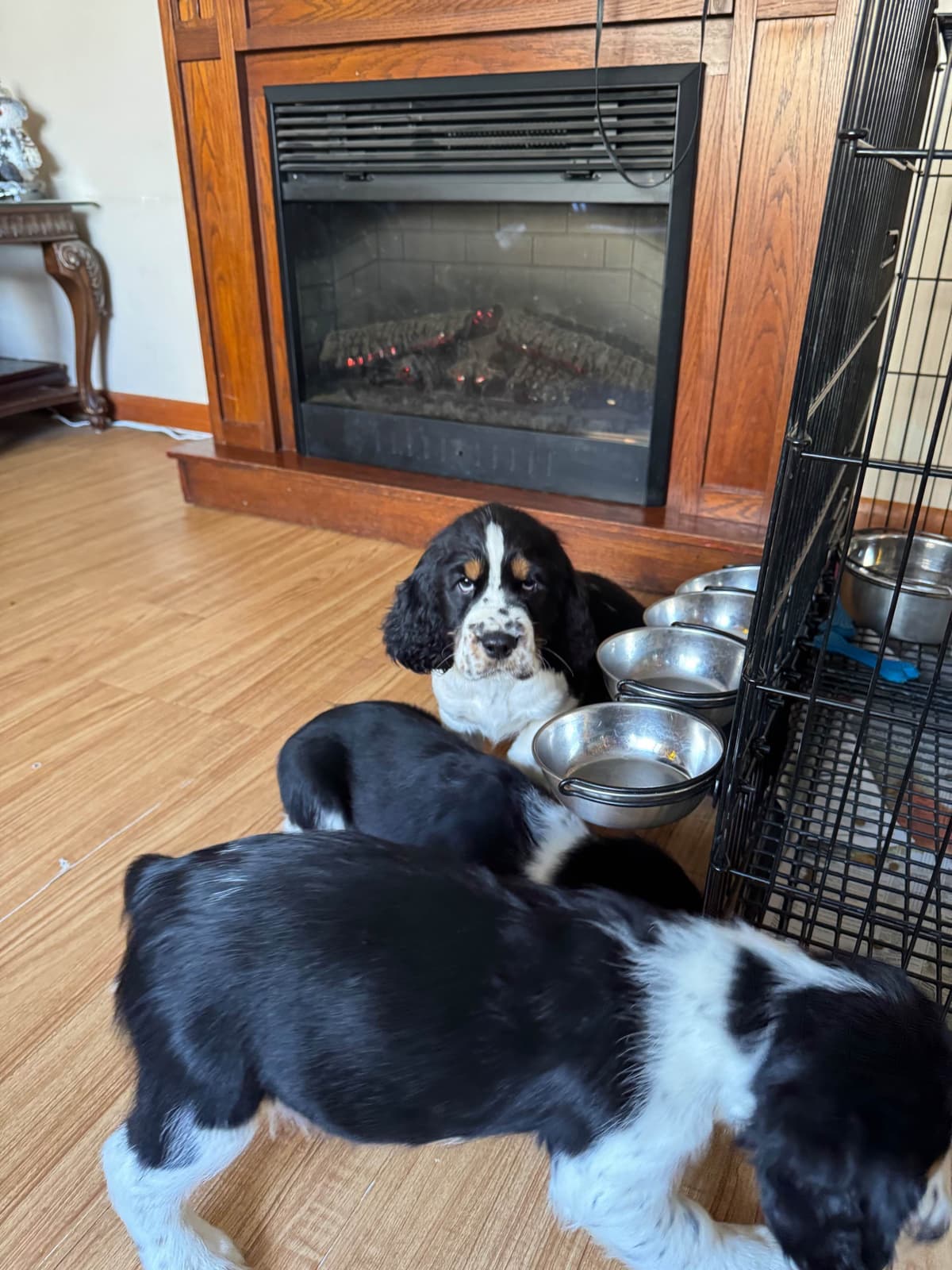 English Springer Spaniel Puppies breeder image 6