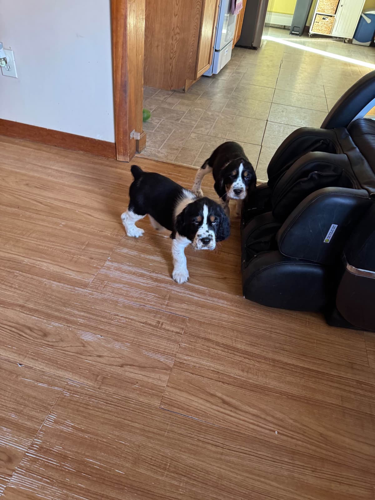 English Springer Spaniel Puppies breeder image 7