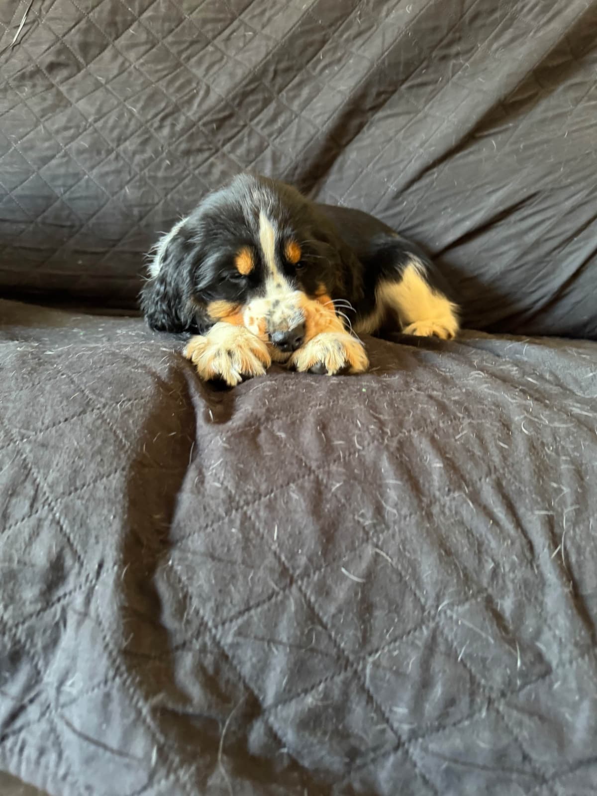 English Springer Spaniel Puppies breeder image 3