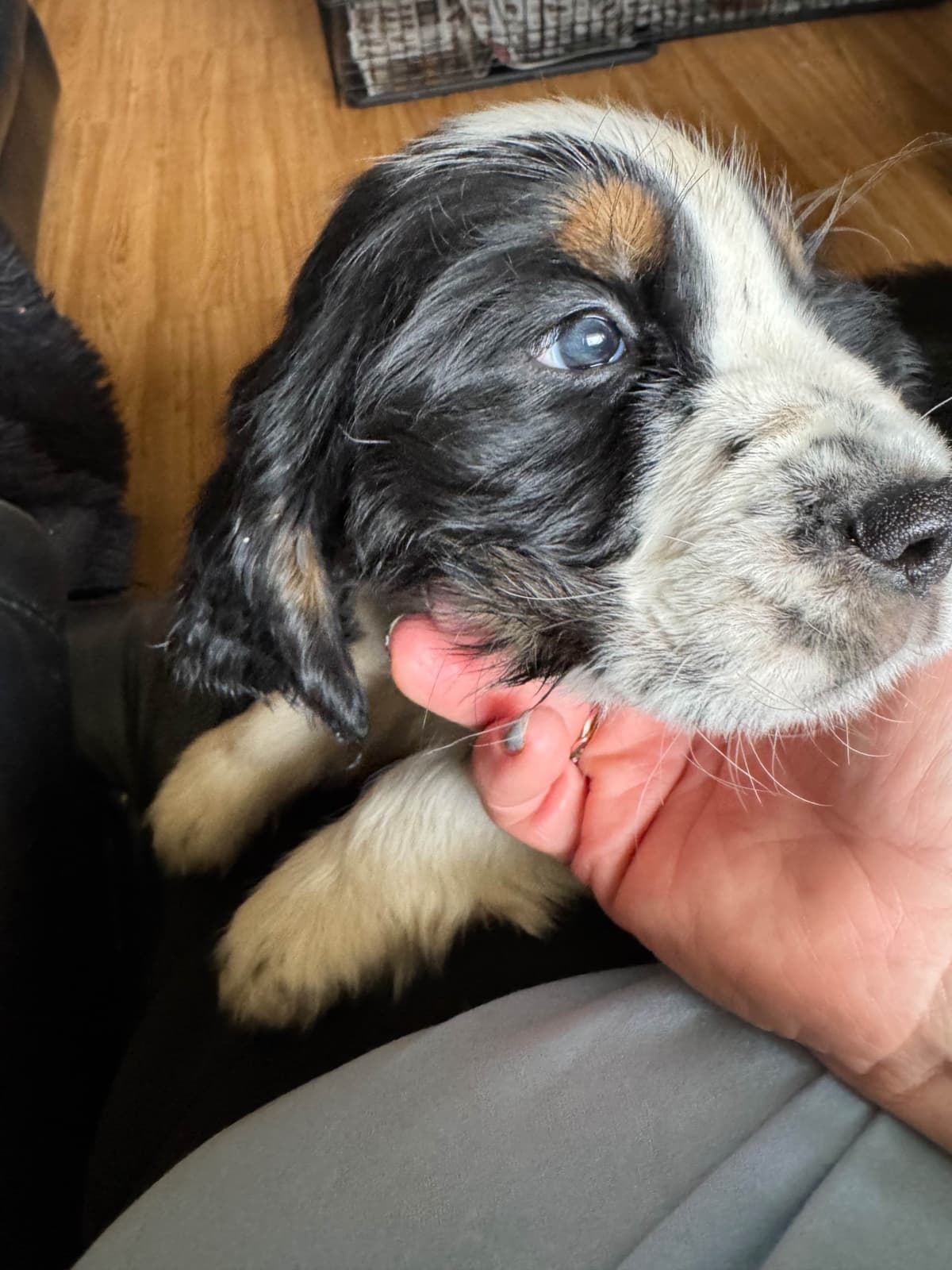 English Springer Spaniel Puppies breeder image 4