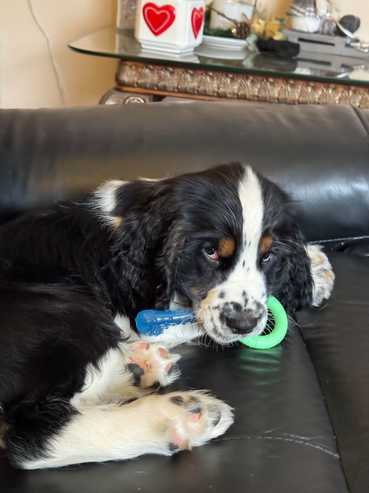 English Springer Spaniel Puppies breeder image 2