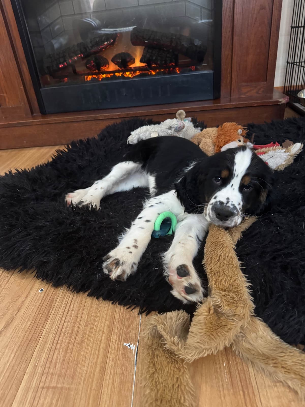 English Springer Spaniel Puppies breeder image 1