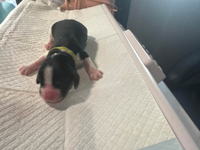 English Springer Spaniel Puppies media 17