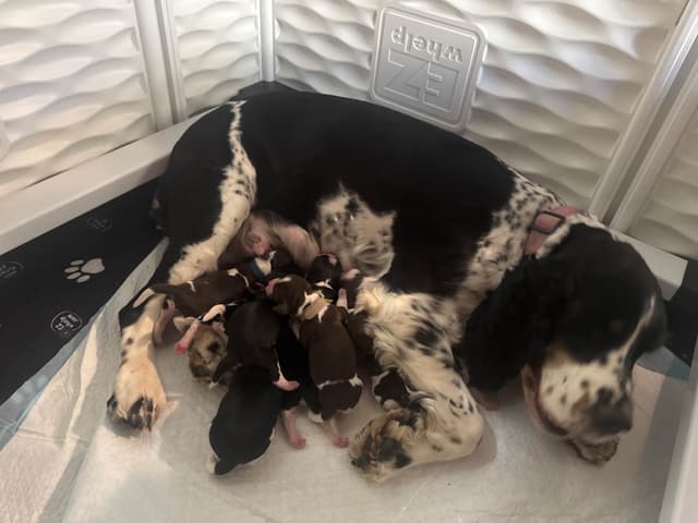 English Springer Spaniel Puppies media 18