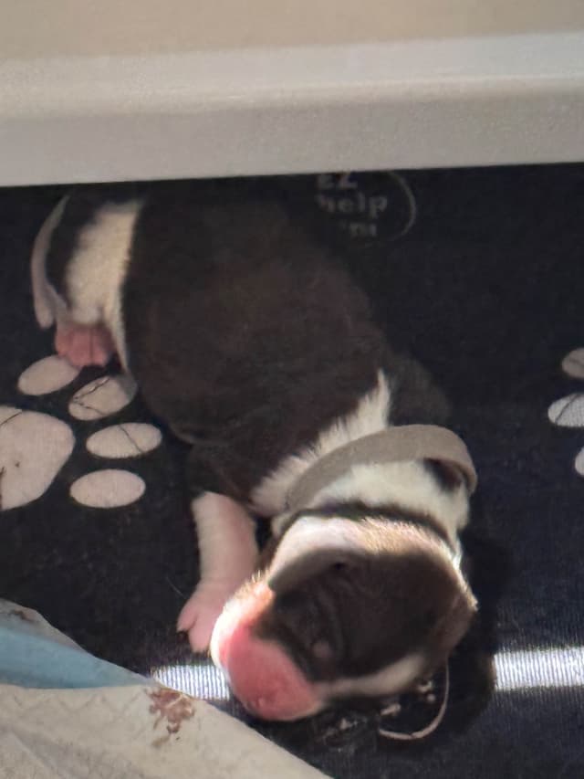 English Springer Spaniel Puppies media 19