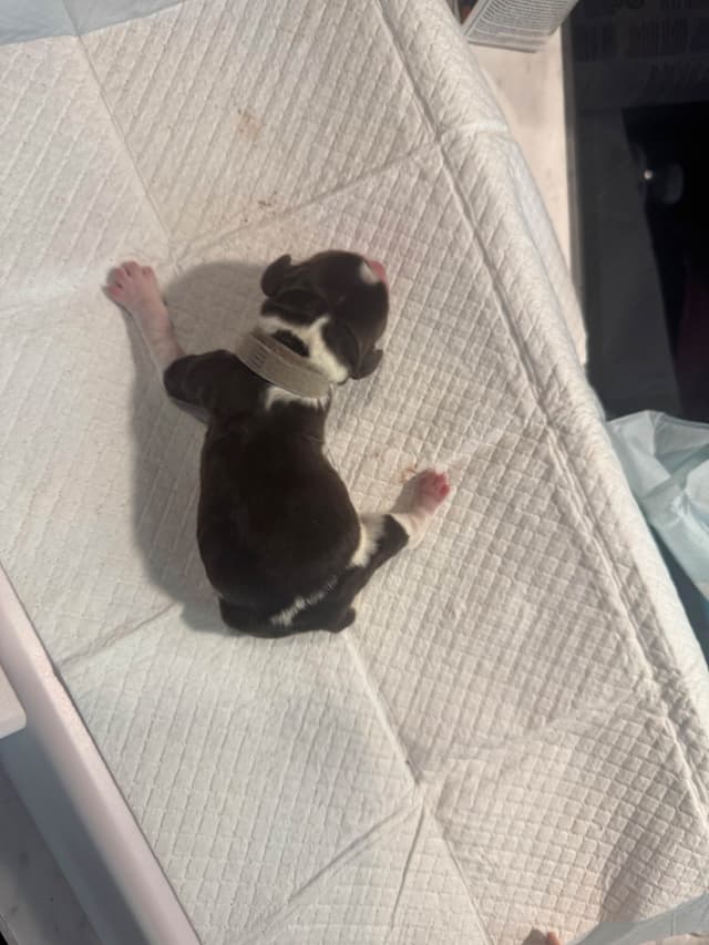 English Springer Spaniel Puppies media 20