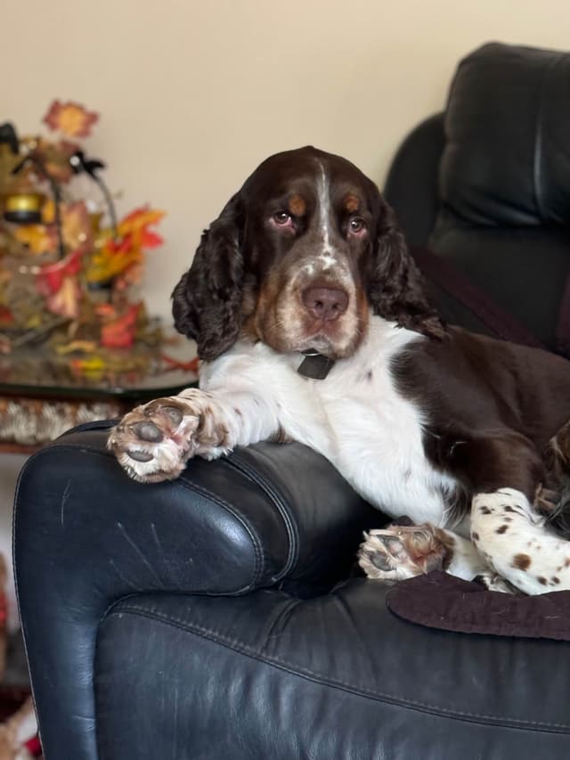 English Springer Spaniel Puppies media 9