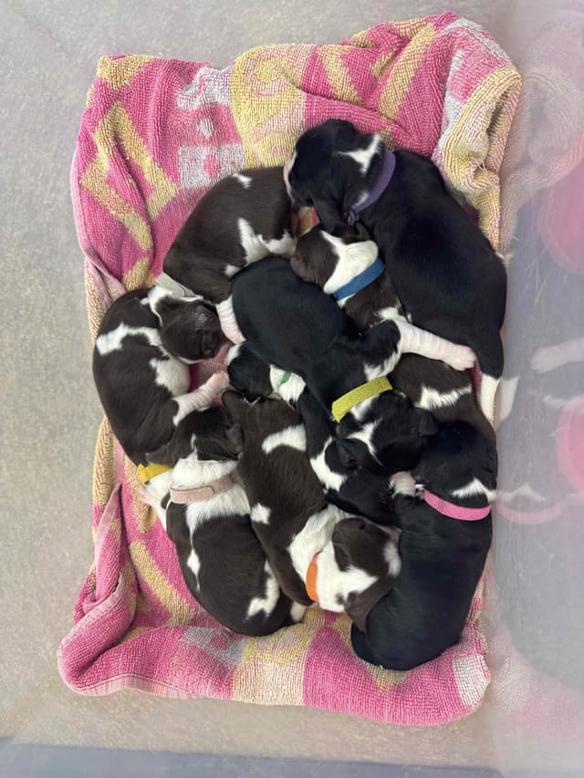 English Springer Spaniel Puppies media 16