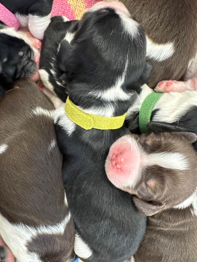 English Springer Spaniel Puppies media 15