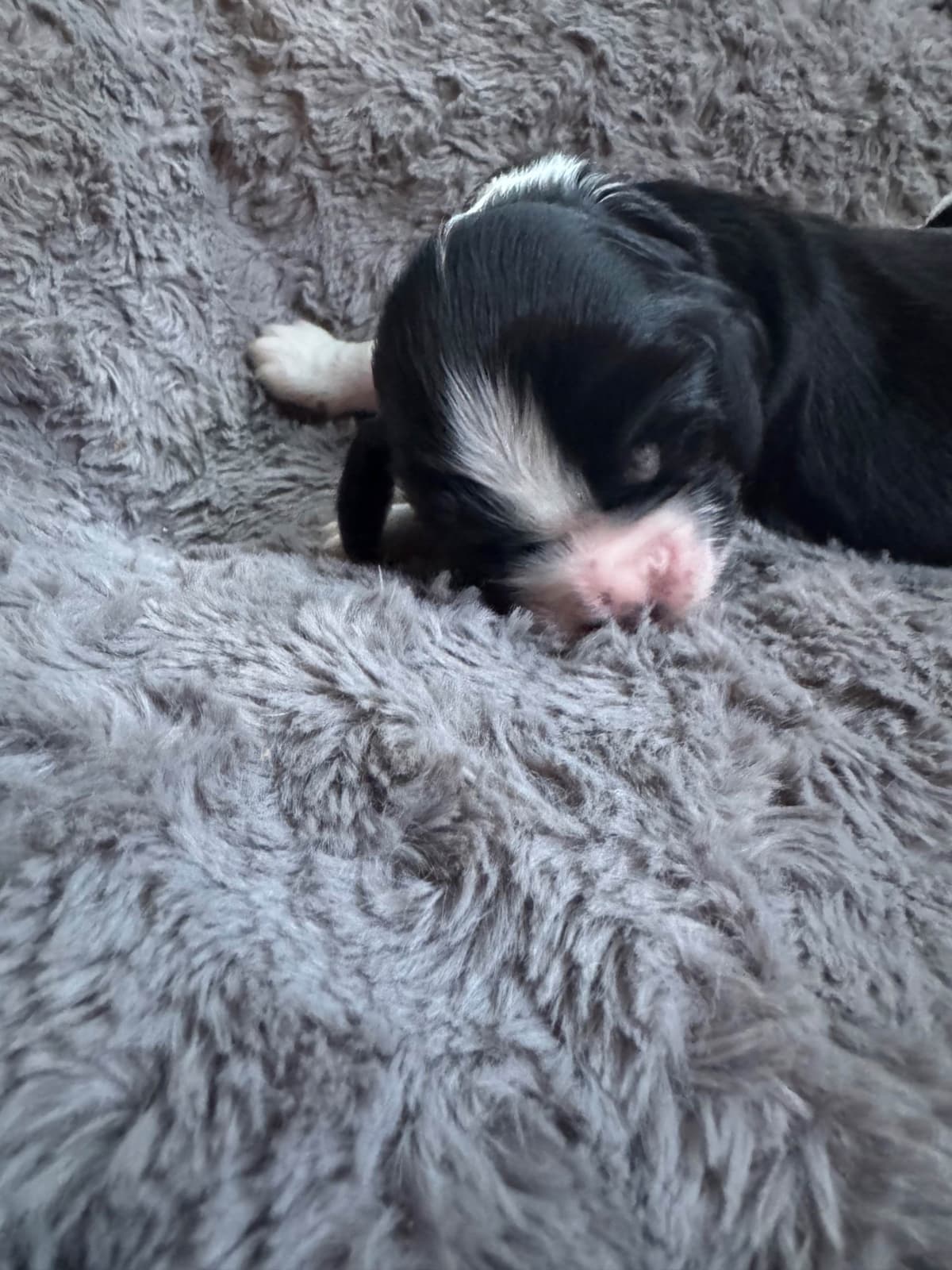 English Springer Spaniel Puppies breeder image 18