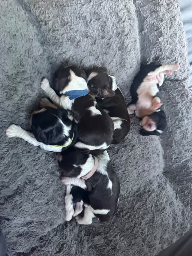English Springer Spaniel Puppies media 14