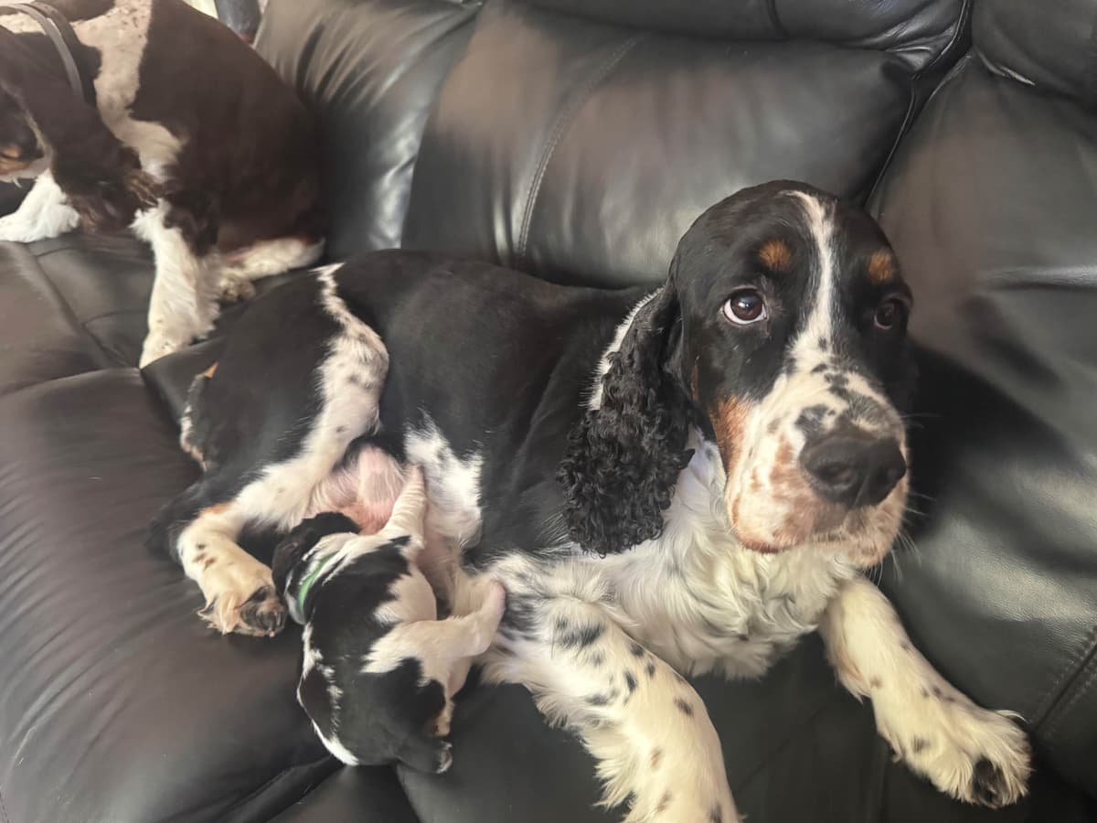 English Springer Spaniel Puppies breeder image 20