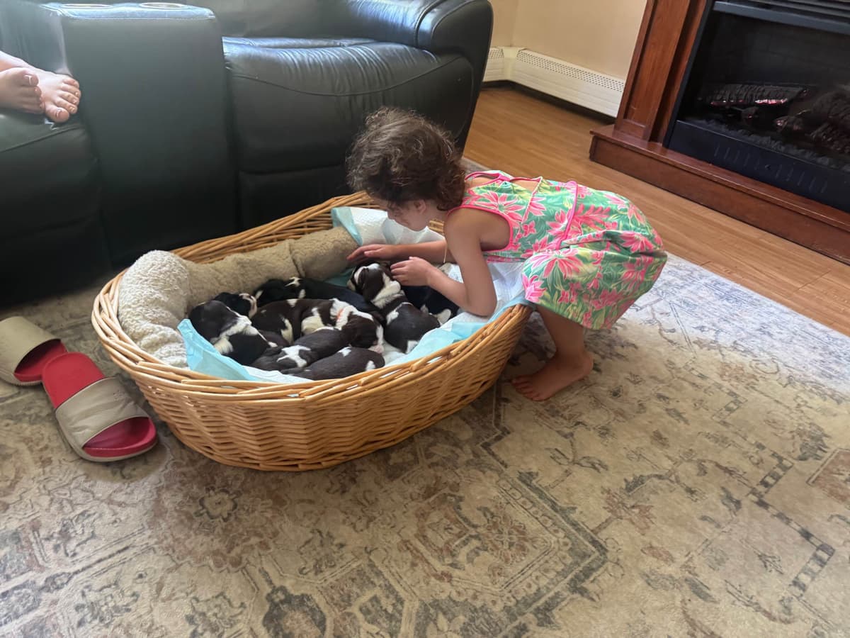 English Springer Spaniel Puppies breeder image 21
