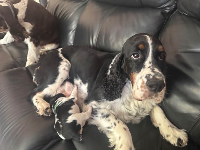 English Springer Spaniel Puppies media 10