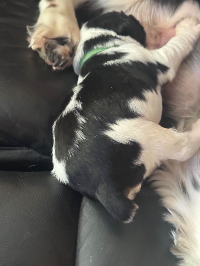 English Springer Spaniel Puppies media 12