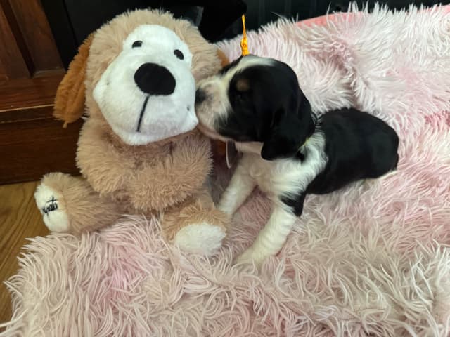 English Springer Spaniel Puppies media 5