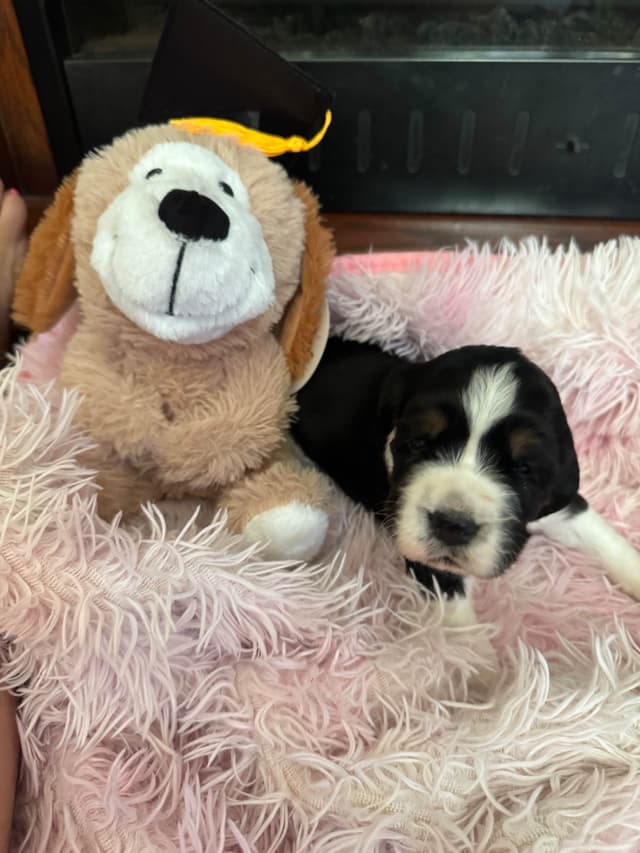 English Springer Spaniel Puppies media 7
