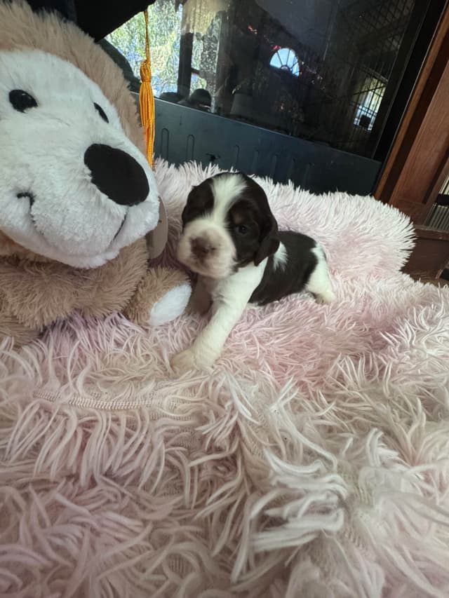 English Springer Spaniel Puppies media 6