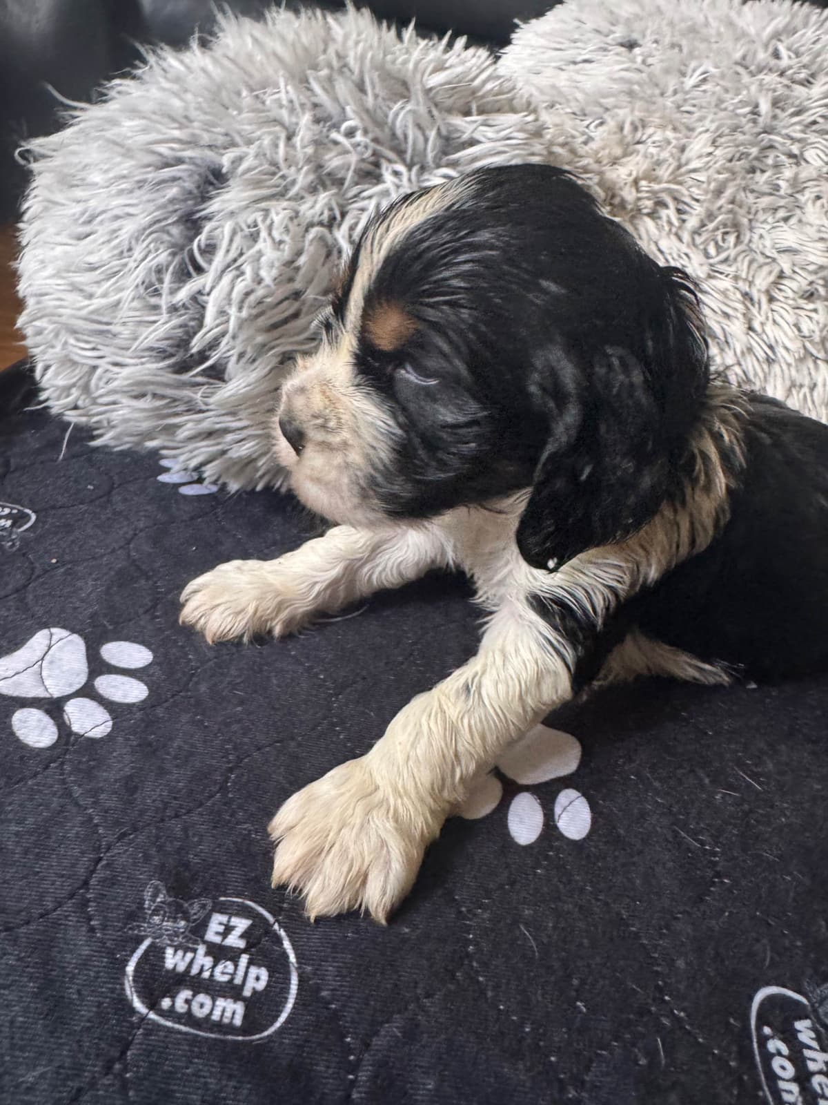 English Springer Spaniel Puppies breeder image 23