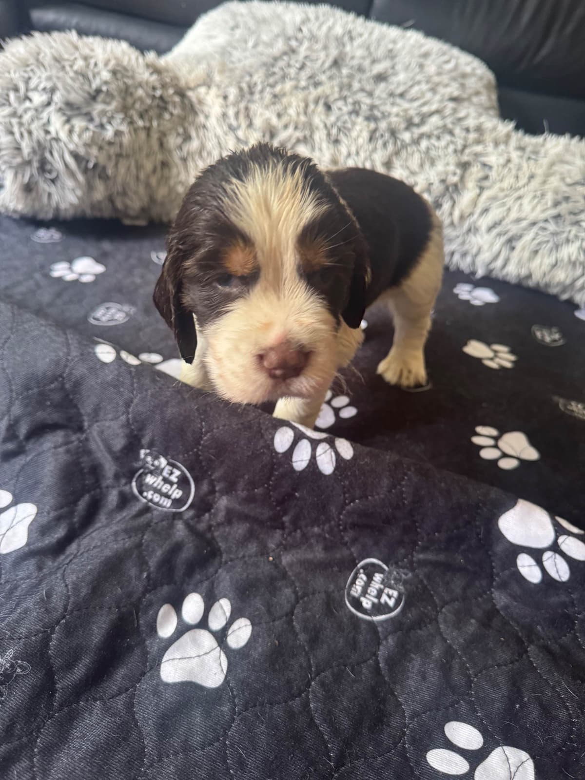 English Springer Spaniel Puppies breeder image 24